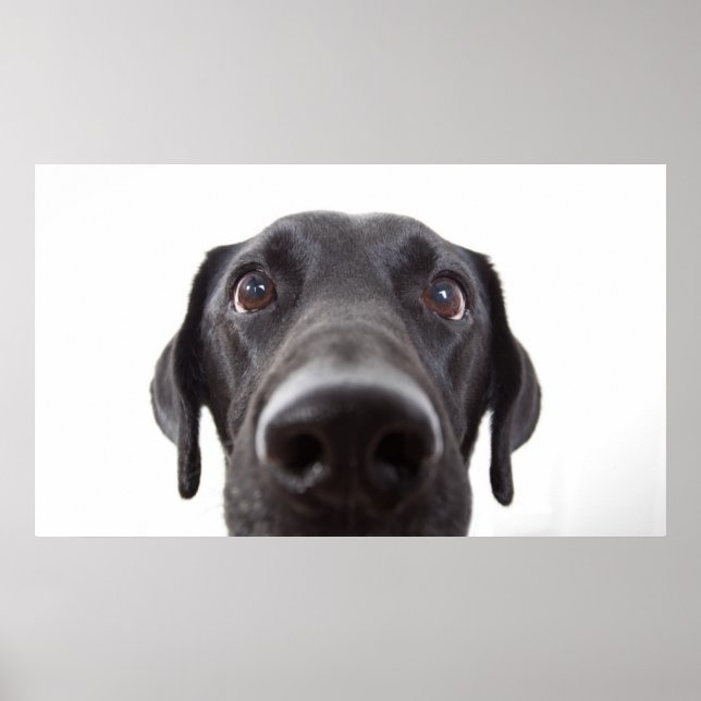 Affiche Portrait de fermeture Black Labrador (Devant)