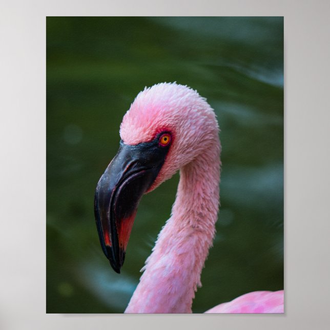Affiche Portrait de Flamant rose vibrant - Photographie d' (Devant)