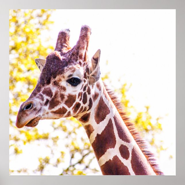 Affiche Portrait de girafe (Devant)