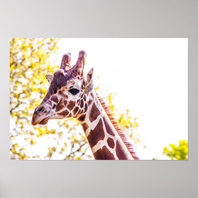 Affiche Portrait de Giraffe (Devant)