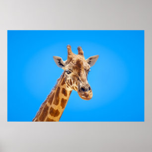 Affiche Portrait de Giraffe contre le ciel