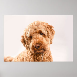 Affiche Portrait de Goldendoodle Studio