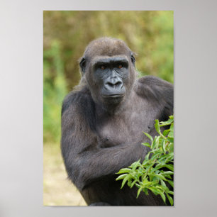 Affiche Portrait de Gorilla