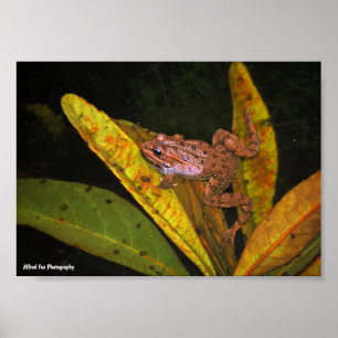 Affiche Portrait de Grenouille aquatique ibérique