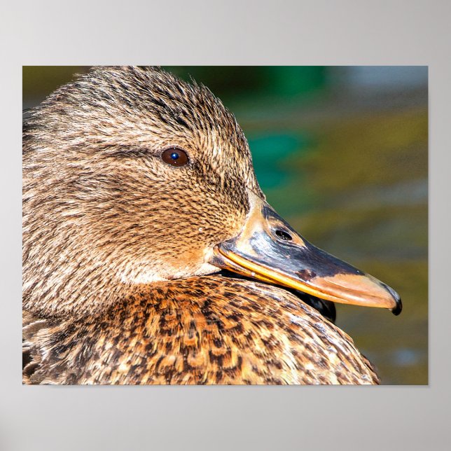 Affiche Portrait de gros plan pour canard Mallard (Devant)