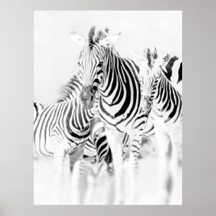 Affiche portrait de groupe zèbre monochrome, Nat sud-afric