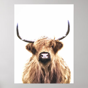 Affiche Portrait de Highland cow scottish animal