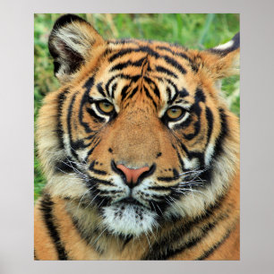 Affiche Portrait de jeune tigre