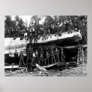 Affiche PORTRAIT DE JOURNAL DE SEQUOIE GÉANT c. 1890