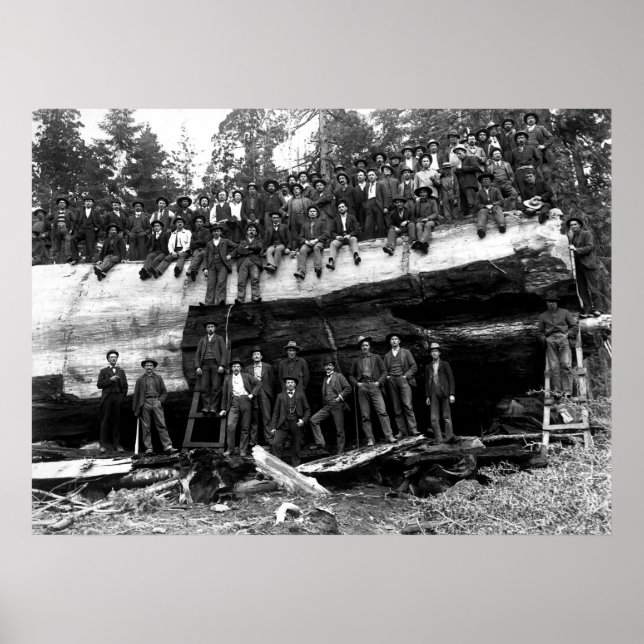 Affiche PORTRAIT DE JOURNAL DE SEQUOIE GÉANT c. 1890 (Devant)