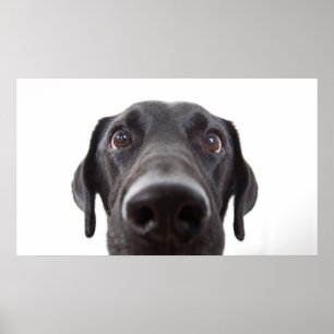 Affiche Portrait de la collection Black Labrador