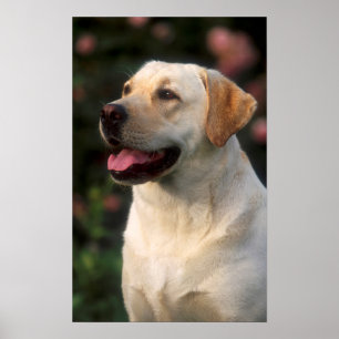 Affiche Portrait De Labrador Retriever, Hilton