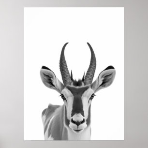 Affiche Portrait de l'antilope Pronghorn, animal du désert