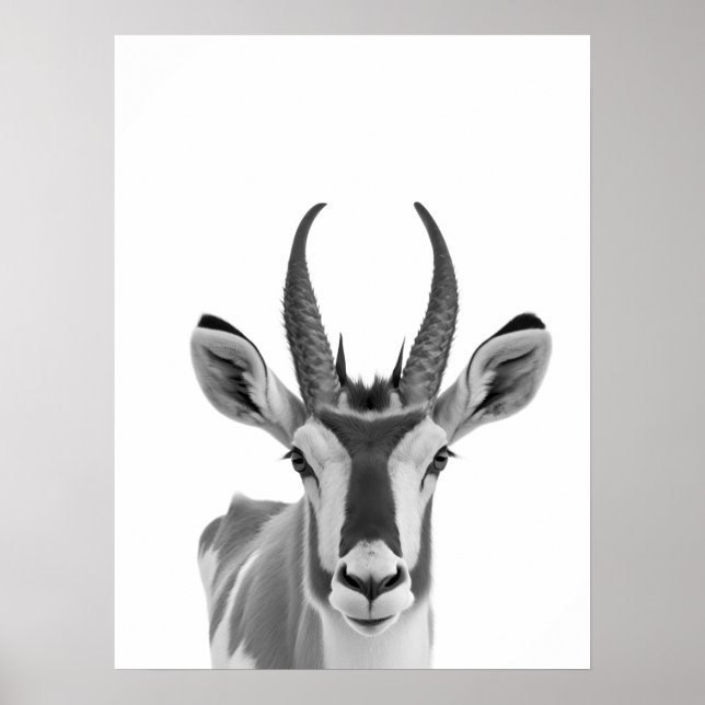 Affiche Portrait de l'antilope Pronghorn, animal du désert (Devant)