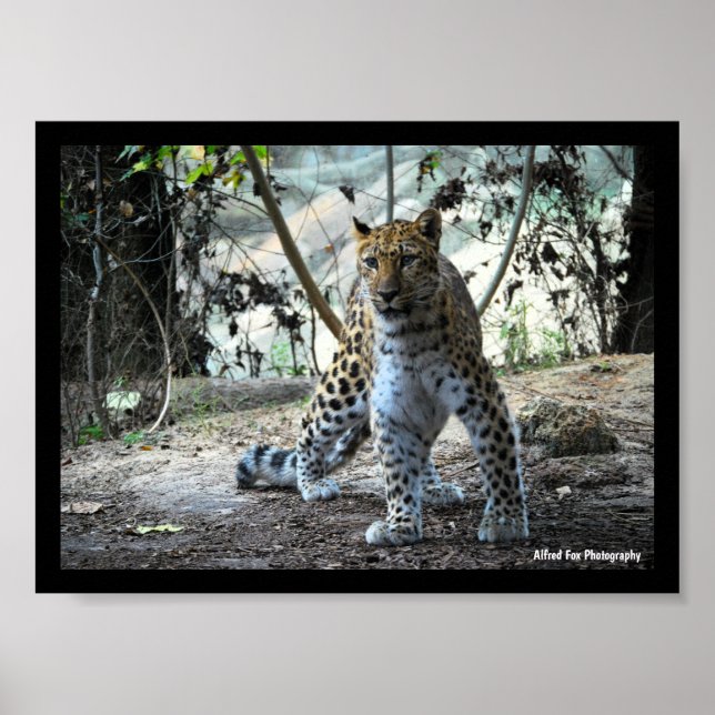 Affiche Portrait de léopard en posture de léopard (Devant)