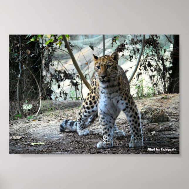 Affiche Portrait de léopard en posture de léopard (Devant)