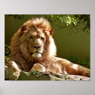 Affiche Portrait de Lion