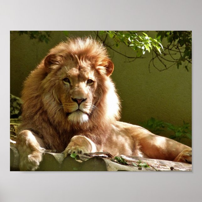 Affiche Portrait de Lion (Devant)