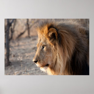 Affiche Portrait de Lion