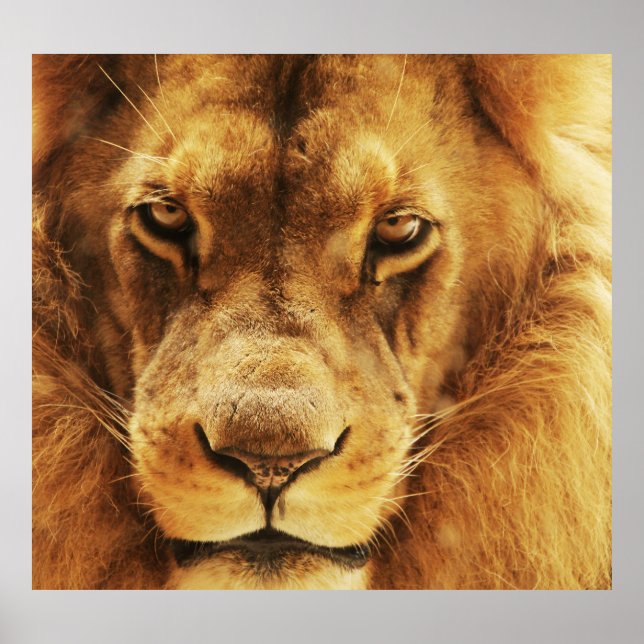 Affiche Portrait de lion africain mâle. (Devant)