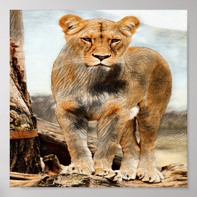 Affiche Portrait de Lioness (Devant)