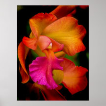 Portrait de l'orchidée de Cattleya