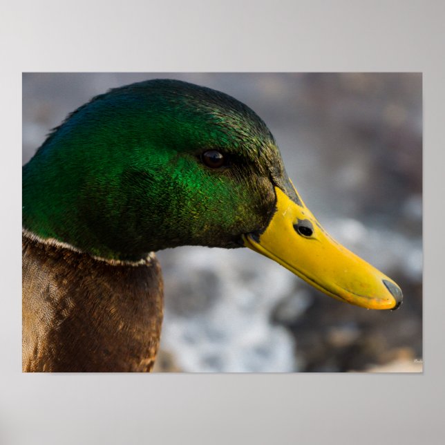 Affiche Portrait de Male Mallard (Devant)