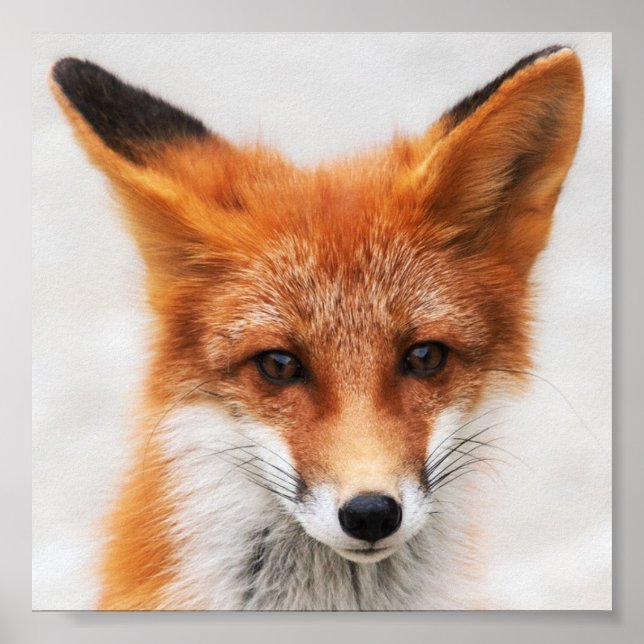 Affiche Portrait de mignon renard rouge sauvage avec de be (Devant)