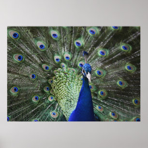 Affiche Portrait De Peacock Avec Plumes Sorties