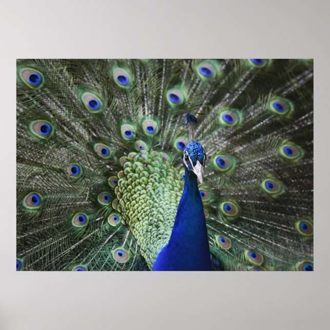 Affiche Portrait De Peacock Avec Plumes Sorties (Devant)