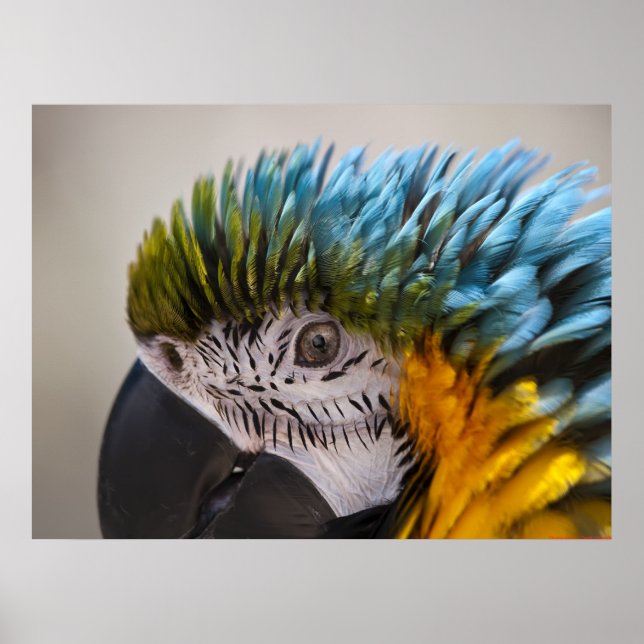 Affiche Portrait de perroquet de Macaw - Beaux-Arts (Devant)