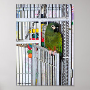 Affiche Portrait de perroquet vert