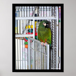 Affiche Portrait de perroquet vert