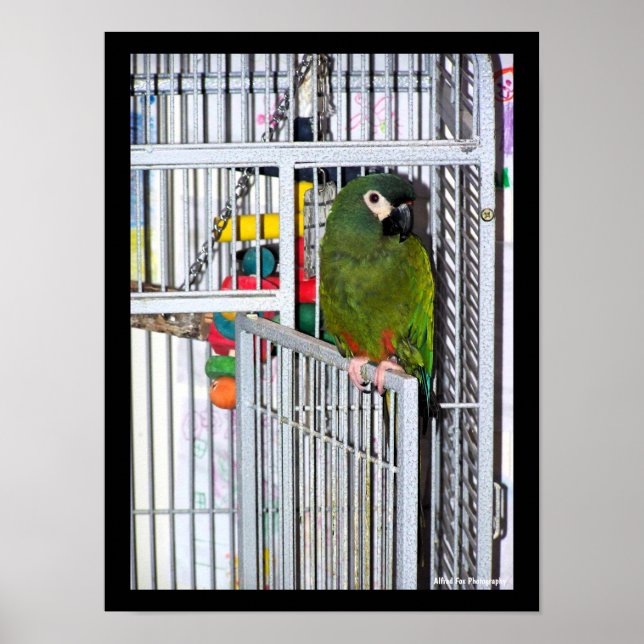 Affiche Portrait de perroquet vert (Devant)