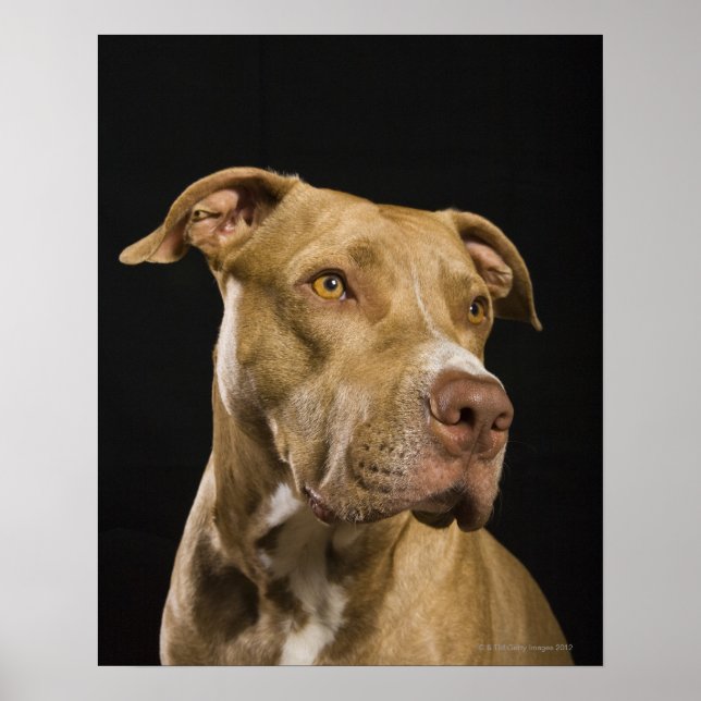 Affiche Portrait de pitbulle de nez rouge avec noir (Devant)