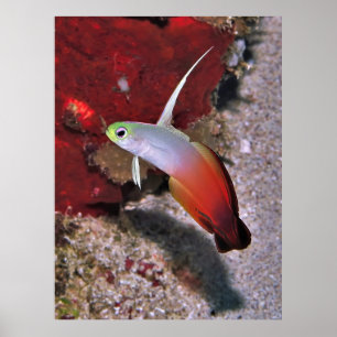 Affiche Portrait de poisson-dartfish