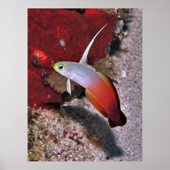 Affiche Portrait de poisson-dartfish (Devant)