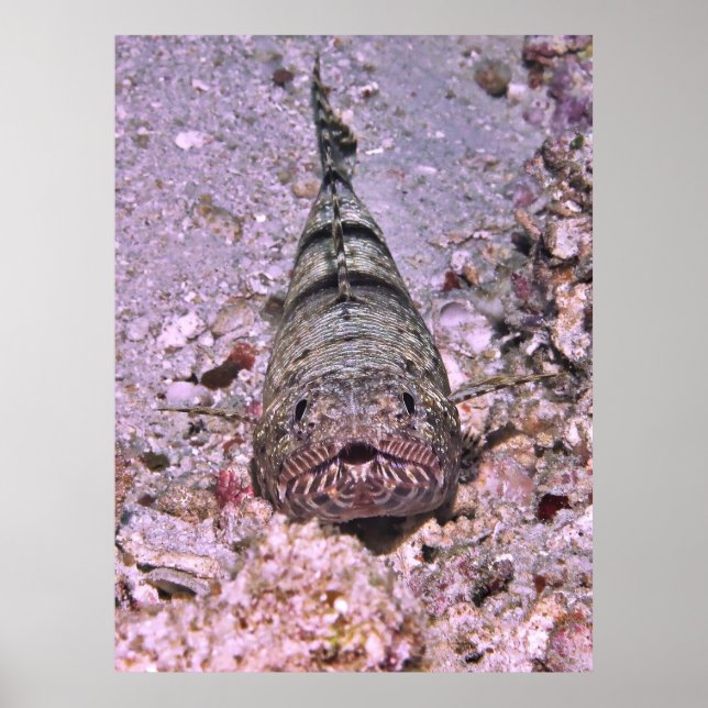 Affiche Portrait de poisson-Lézard (Devant)