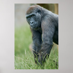 Affiche Portrait de prairie paisible de Gorilla