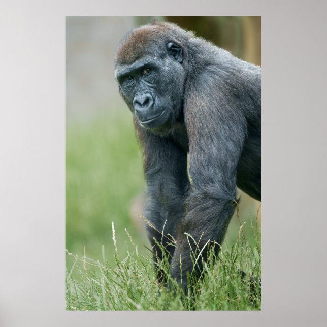 Affiche Portrait de prairie paisible de Gorilla (Devant)