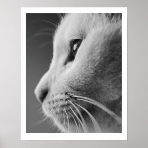 Affiche Portrait de profil de chat mignon - noir et blanc