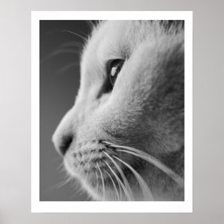 Affiche Portrait de profil de chat mignon - noir et blanc