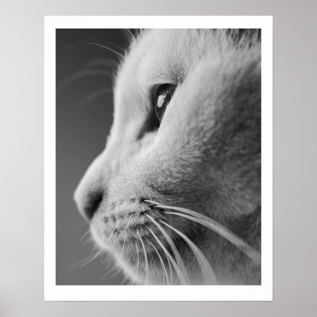 Affiche Portrait de profil de chat mignon - noir et blanc (Devant)