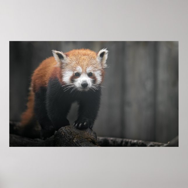 Affiche Portrait de Red Panda (Devant)