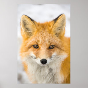 Affiche Portrait de renard roux