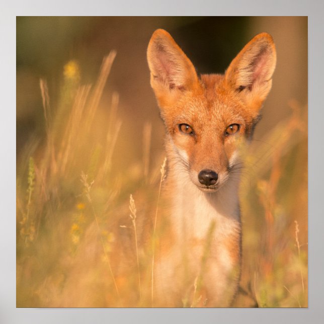 Affiche Portrait de renard roux dans l'herbe dorée (Devant)