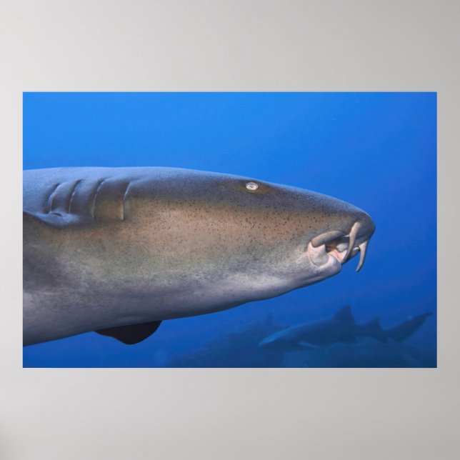 Affiche Portrait de requin infirmière (Devant)