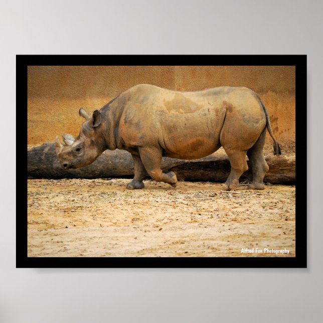 Affiche Portrait de Rhinocéros (Devant)
