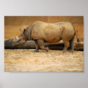 Affiche Portrait de Rhinocéros