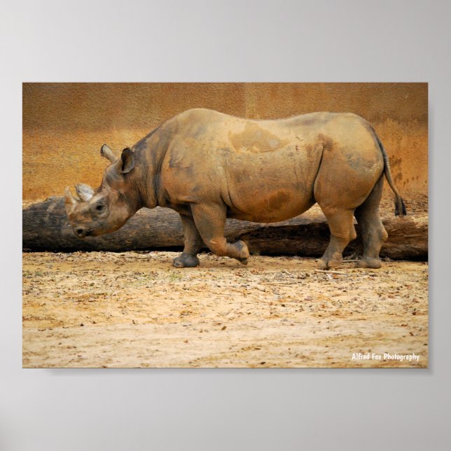 Affiche Portrait de Rhinocéros (Devant)
